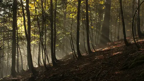 Selva de Irati Selva de Irati