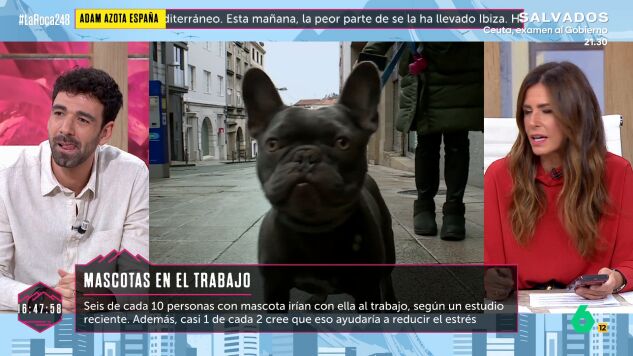Un perro, en la calle