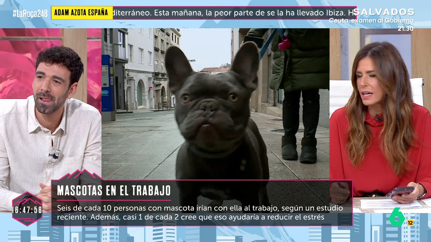 Un perro, en la calle Un perro, en la calle