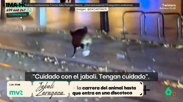 JABALI ZARAGOZA