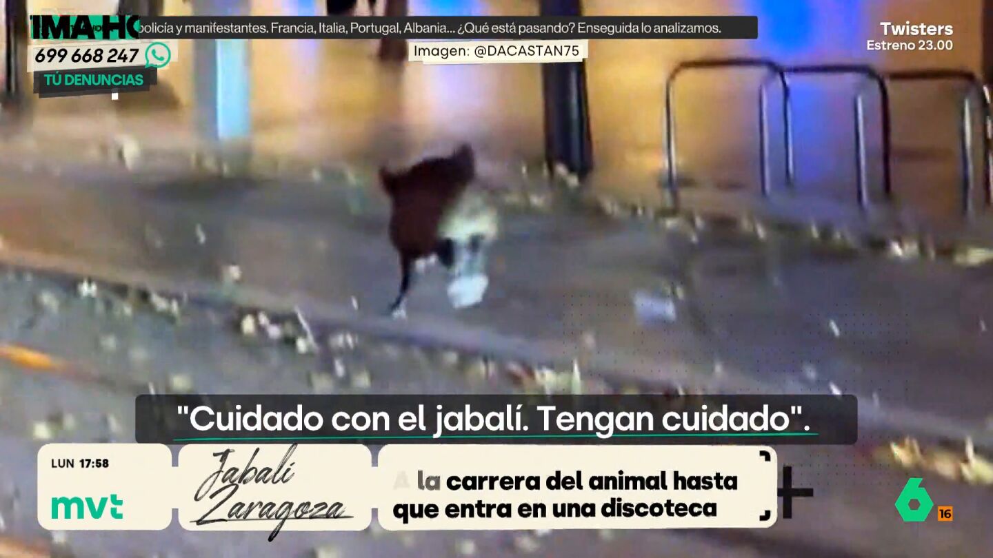 JABALI ZARAGOZA