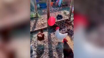 GALLINAS