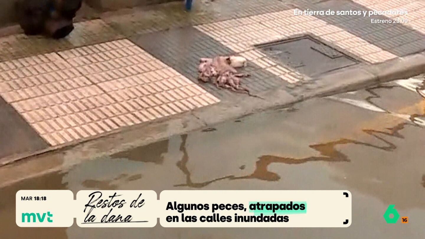pulpos en las calles mvt