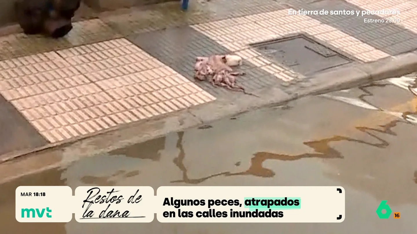 Un pulpo en las calles de Els Poblets (Alicante). pulpos en las calles mvt
