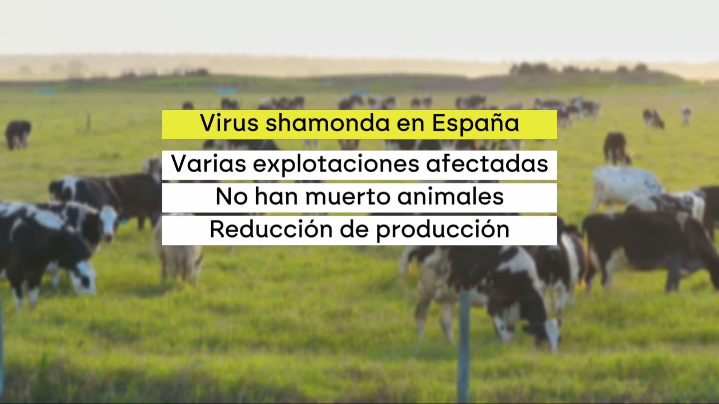 &iquest;Qu&eacute; es el virus shamonda? Las claves de la enfermedad detectada en un humano