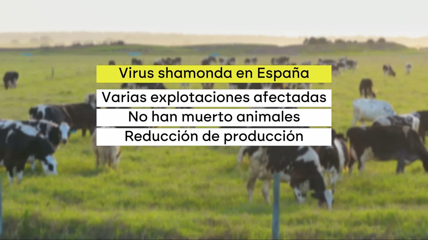 ¿Qué es el virus shamonda? Las claves de la enfermedad detectada en un humano ¿Qué es el virus shamonda? Las claves de la enfermedad detectada en un humano