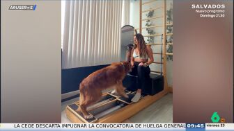 La emocionante historia de superaci&oacute;n de un Golden Retriever de 15 a&ntilde;os que recupera la movilidad gracias al pilates