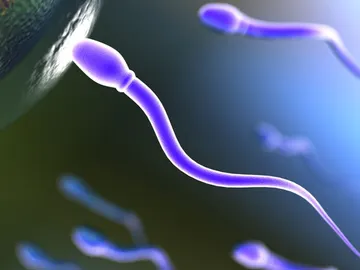 Espermatozoides Espermatozoides