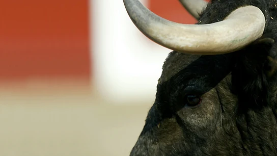Imagen de archivo de un toro Imagen de archivo de un toro