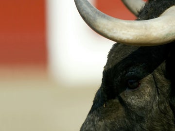 Imagen de archivo de un toro Imagen de archivo de un toro