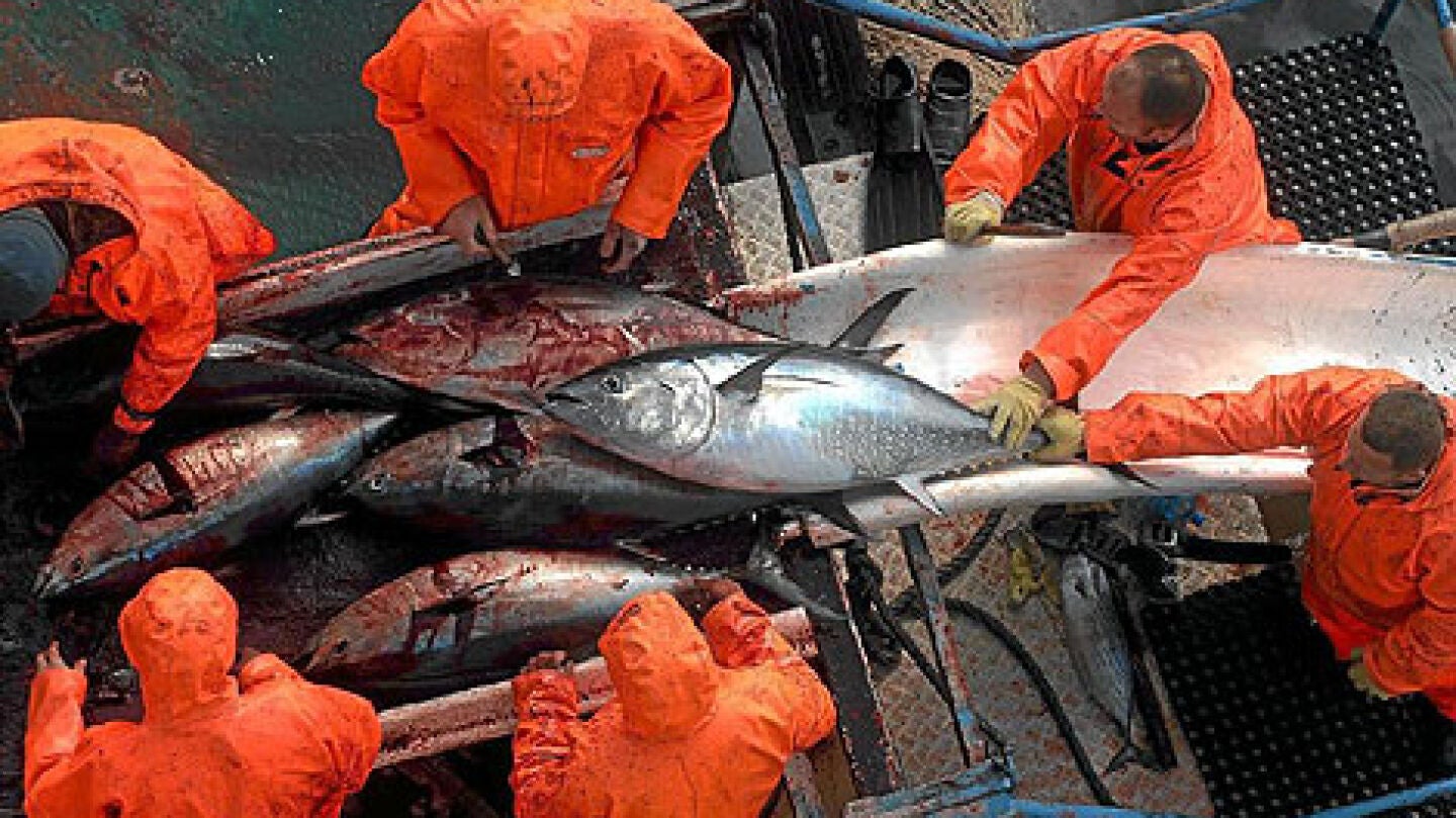 Pescadores de at&uacute;n rojo