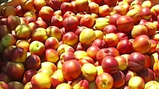 Captura melocotones Captura melocotones