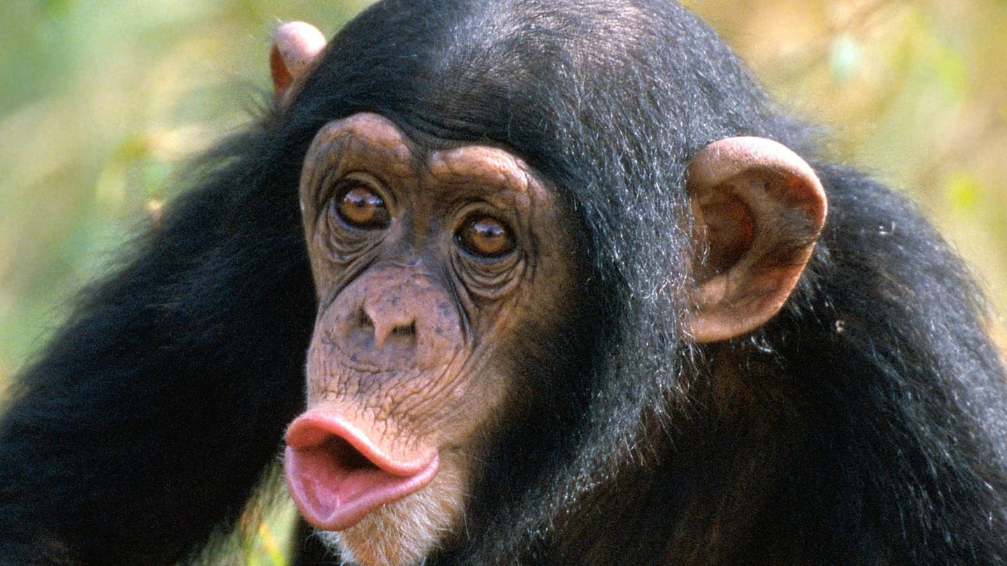 Un ejemplar de chimpancé Un ejemplar de chimpancé
