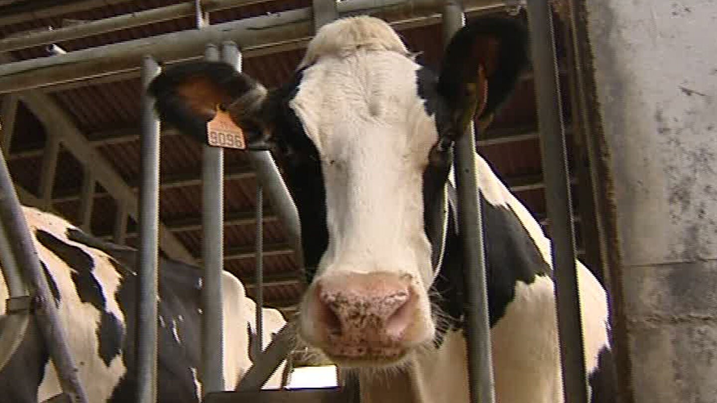 Una vaca gallega en su establo