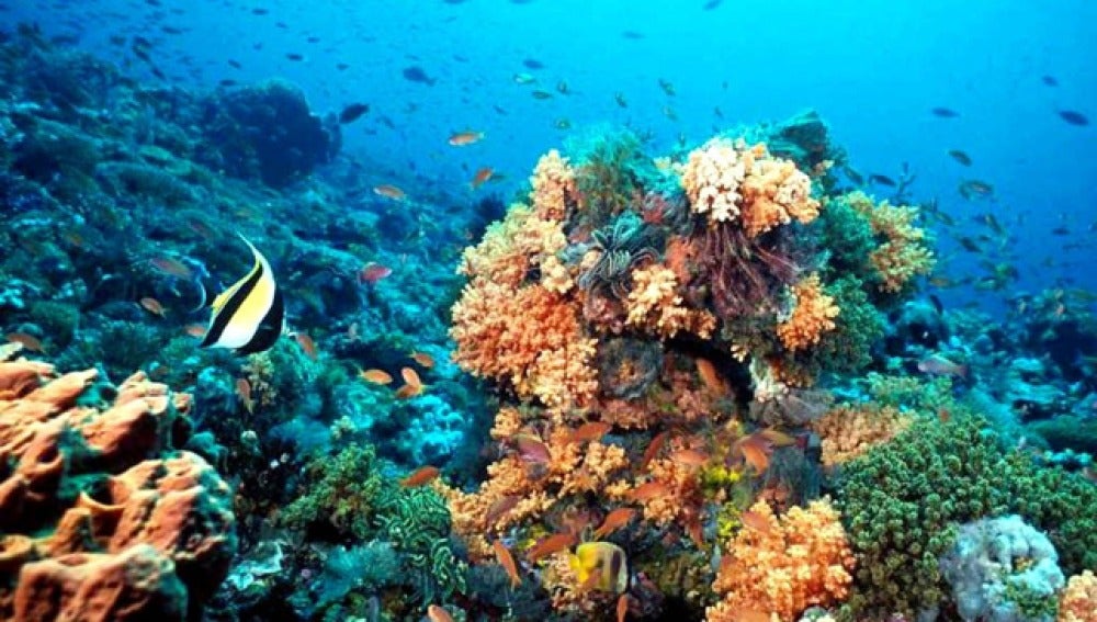 Corales del Caribe