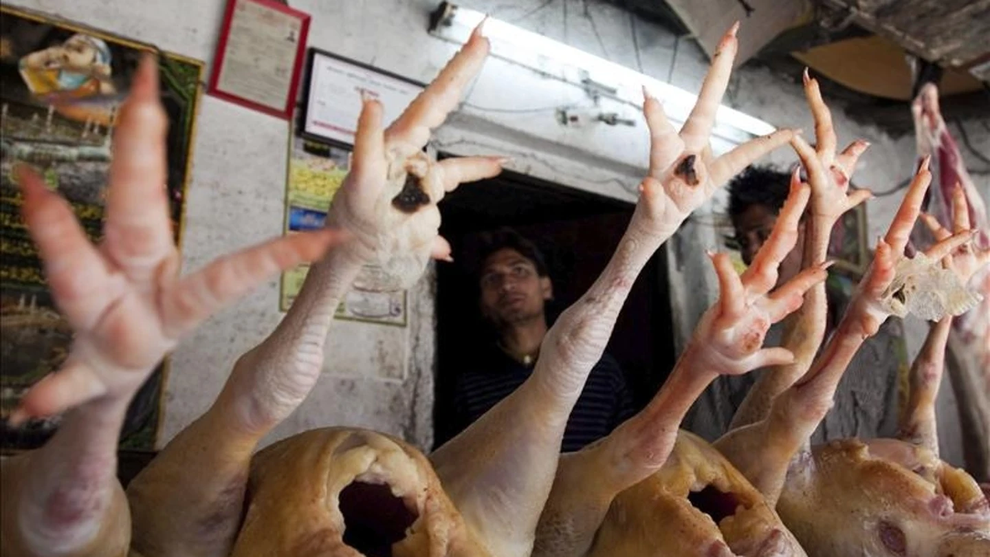 Sacrificio de pollos por gripe aviar Sacrificio de pollos por gripe aviar