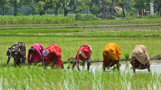 Varias mujeres en un campo de arroz en la India Varias mujeres en un campo de arroz en la India