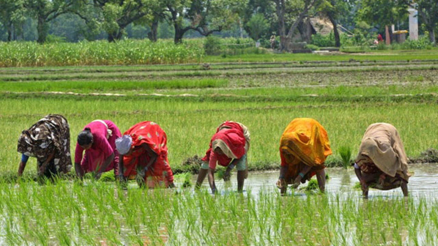 Varias mujeres en un campo de arroz en la India