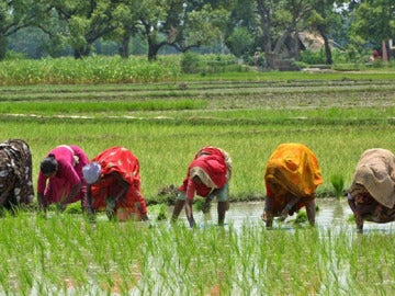 Varias mujeres en un campo de arroz en la India Varias mujeres en un campo de arroz en la India