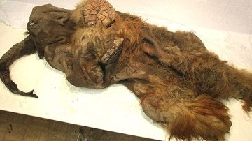 Los restos del mamut 'Yuka'