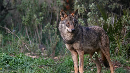 Un ejemplar de lobo ibérico Un ejemplar de lobo ibérico