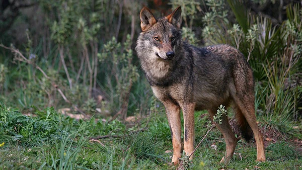 Un ejemplar de lobo ibérico