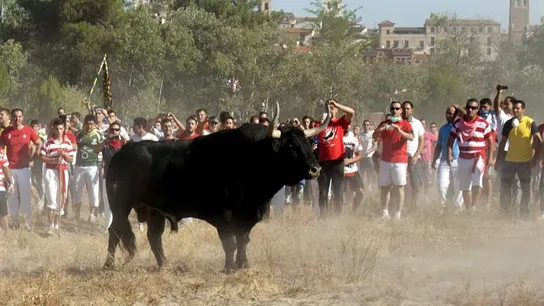 Toro de la Vega Toro de la Vega