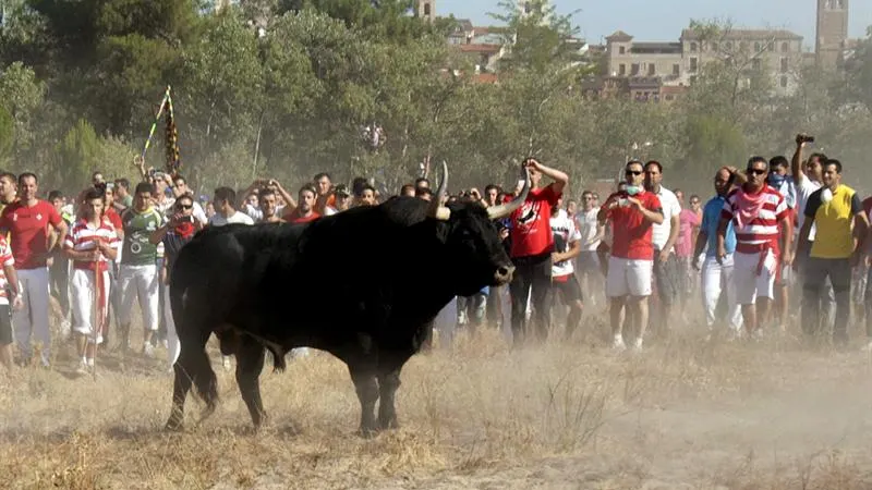 Toro de la Vega