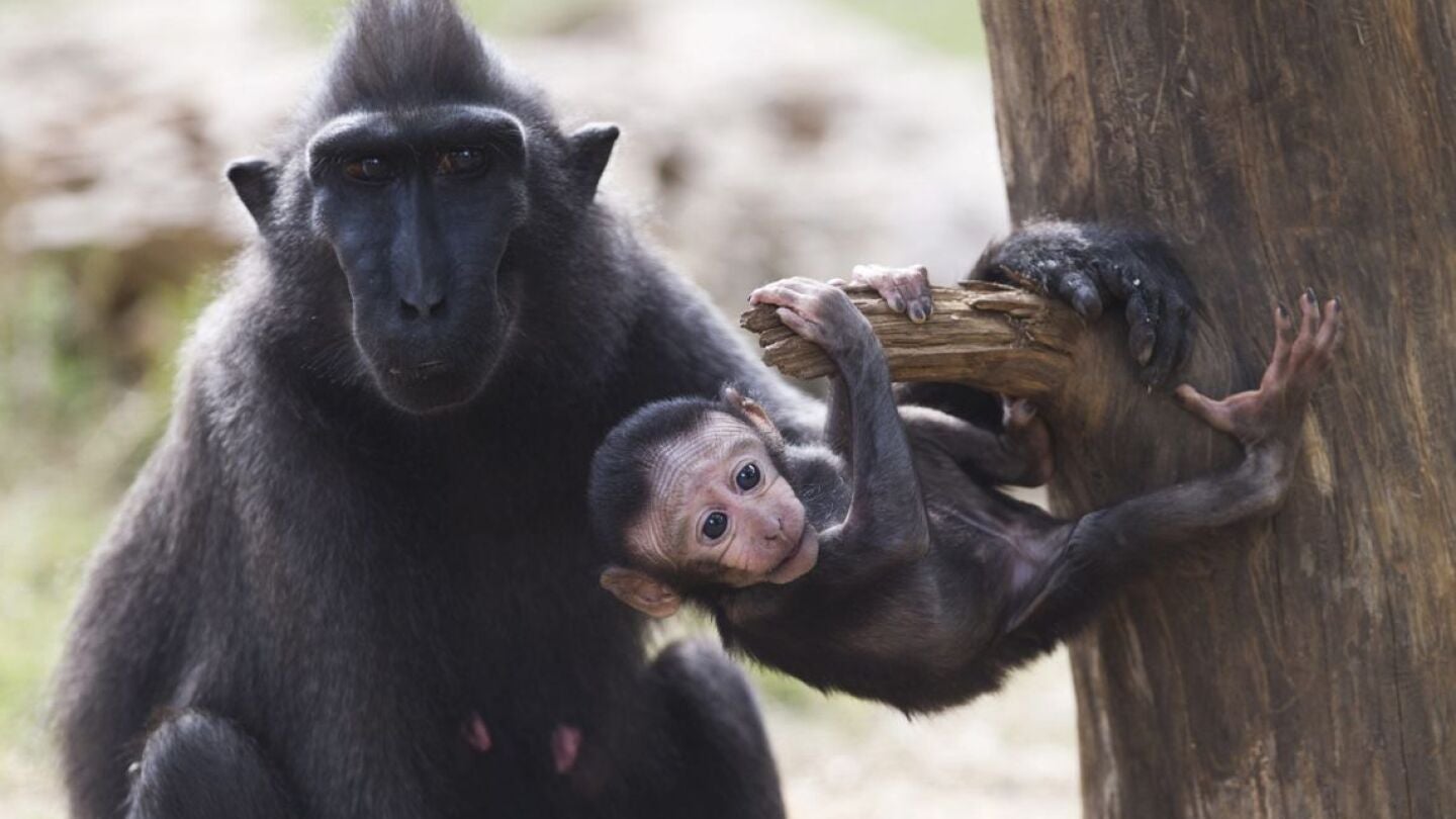 Macaco negro crestado colgando de una rama