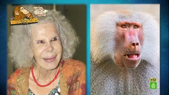 Bicharracos Bicharracos