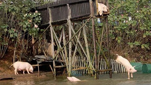 Un criador baña a sus cerdos tres veces al día