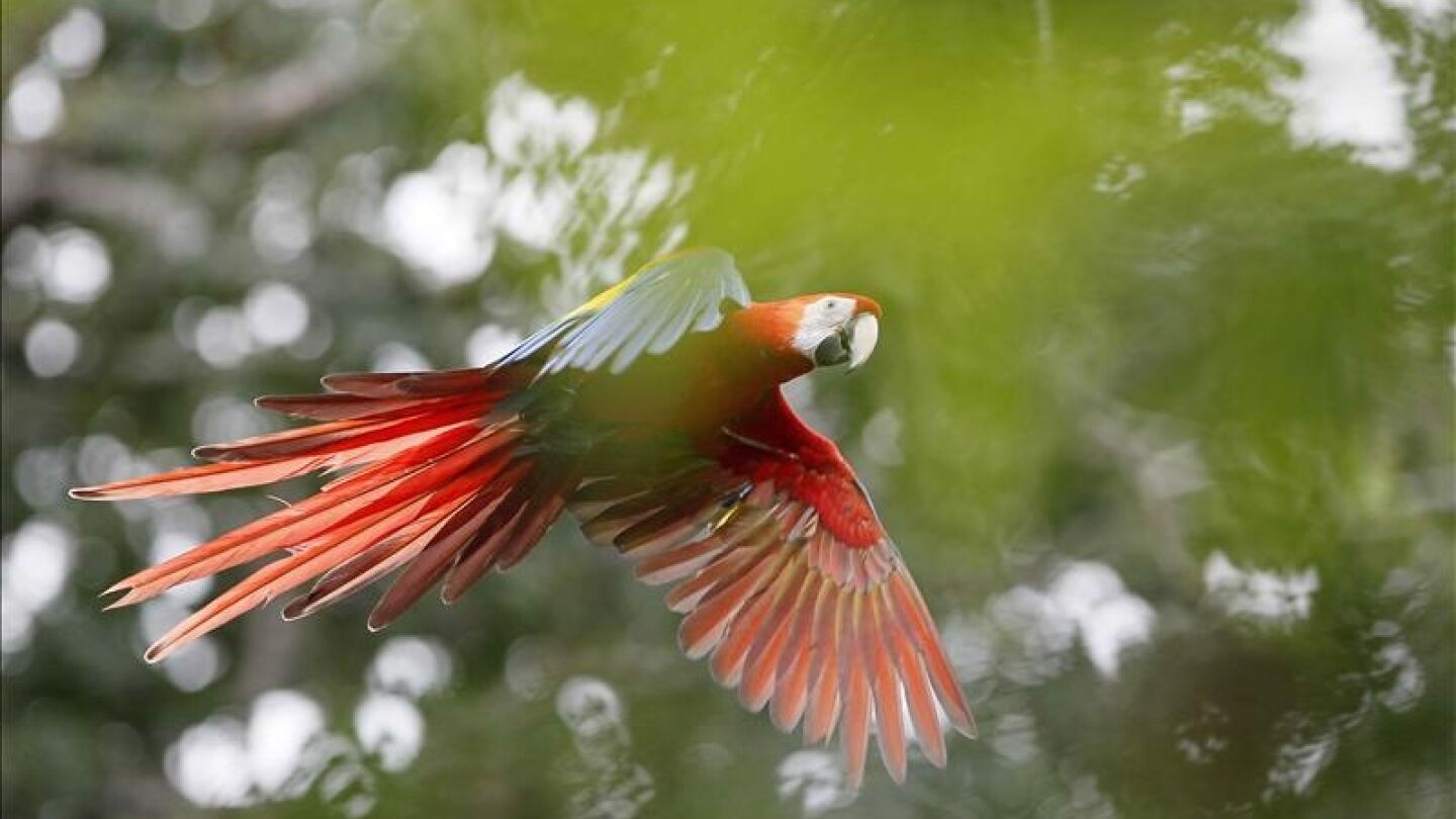 Una guacamaya roja (lapa roja) vuela tras ser liberada