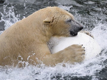 Oso polar celebra su cumpleaños en Alemania (13-12-2012)