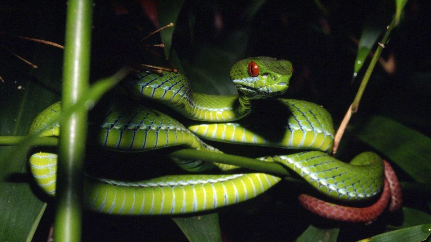 V&iacute;bora ojos de rub&iacute;
