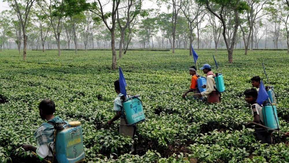 Agricultores indios trabajan en una plantación de té