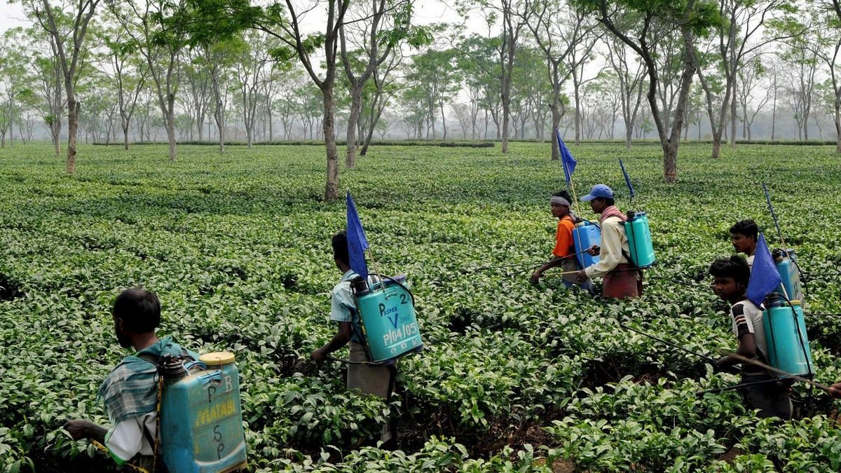 Agricultores indios trabajan en una plantación de té