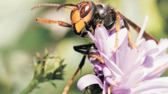 La especie de avispa 'asi&aacute;tica'