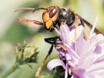 La especie de avispa 'asiática' La especie de avispa 'asiática'