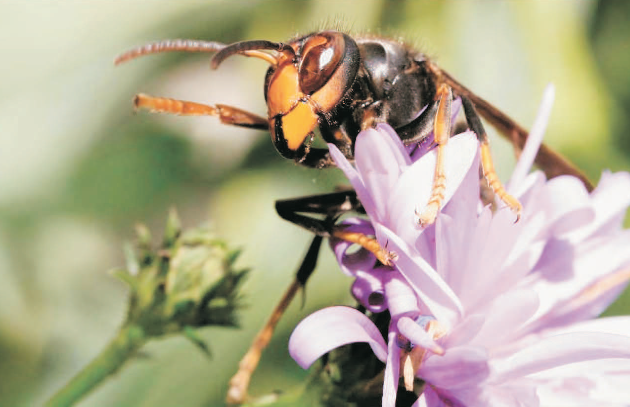 La especie de avispa 'asiática'