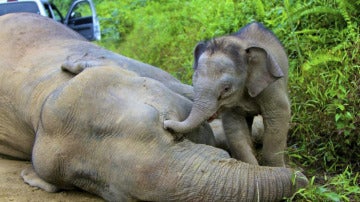 Elefantes pigmeos aparecen muertos en la isla de Borneo (30-01-2013) 