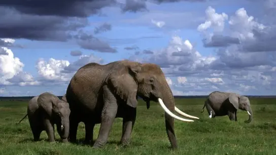 La población de elefantes africanos, en peligro por la caza furtiva La población de elefantes africanos, en peligro por la caza furtiva