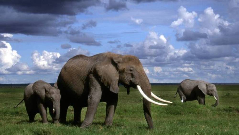 La población de elefantes africanos, en peligro por la caza furtiva