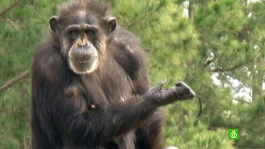 Liberan a un grupo de chimpanc&eacute;s tras experimentar con ellos durante toda su vida