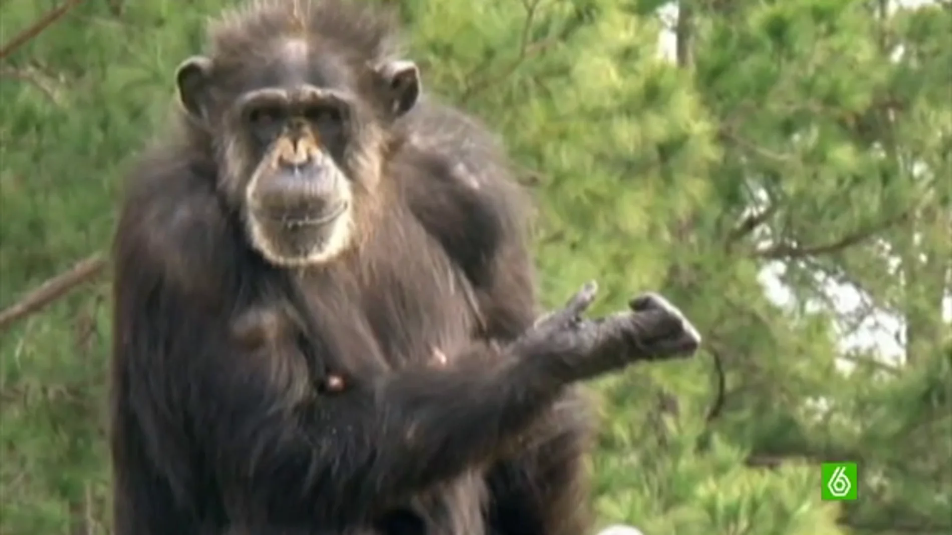 Liberan a un grupo de chimpancés tras experimentar con ellos durante toda su vida