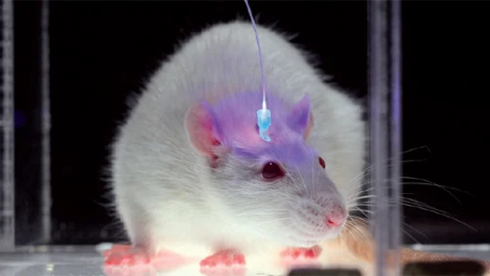 Estudian en ratones una proteína neuronal que evita la epilepsia Estudian en ratones una proteína neuronal que evita la epilepsia