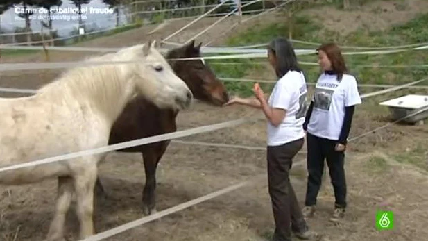 El sacrificio de caballos, el gran negocio de la crisis El sacrificio de caballos, el gran negocio de la crisis
