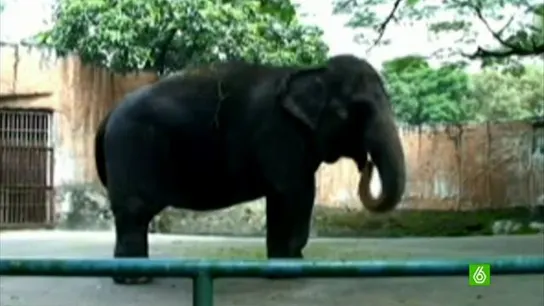 70.000 firmas para lograr el retiro dorado del elefante más solo del mundo. 70.000 firmas para lograr el retiro dorado del elefante más solo del mundo.