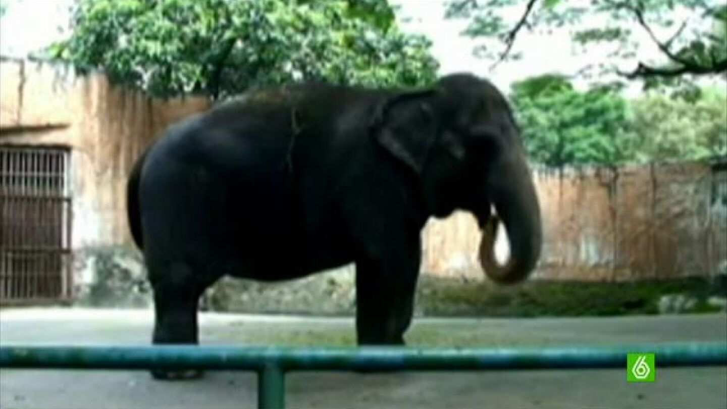 70.000 firmas para lograr el retiro dorado del elefante m&aacute;s solo del mundo.