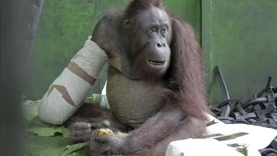 La historia de superación de un orangután manco en Indonesia La historia de superación de un orangután manco en Indonesia