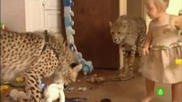 Los guepardos juegan con los pequeños de la familia